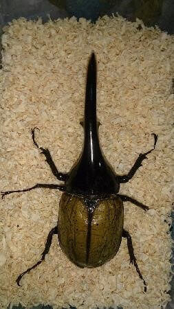 ヘラクレス・ヘラクレス