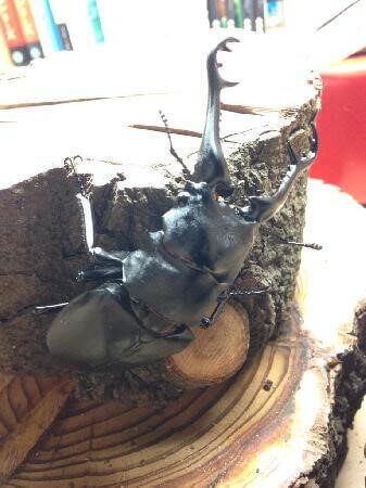 ギラファノコギリクワガタ