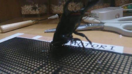 スマトラオオヒラタクワガタ