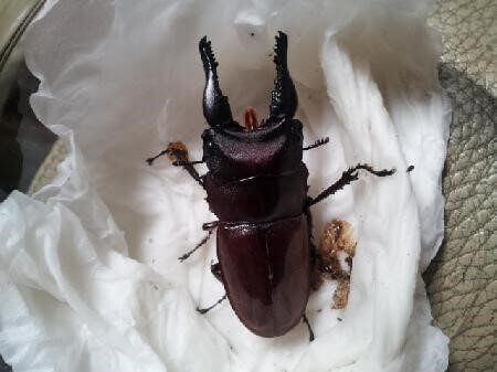 フォルケプスノコギリクワガタ