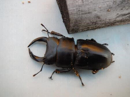 国産オオクワガタ　上阿古谷