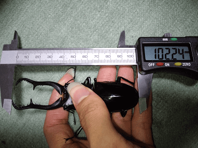 ギラファノコギリクワガタ　マキタ亜種