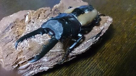 フルストルファーノコギリクワガタ