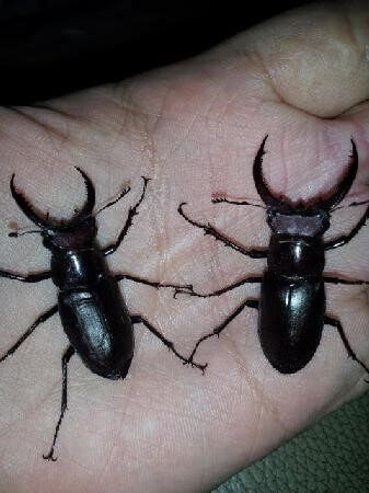 エラフスミヤマクワガタ