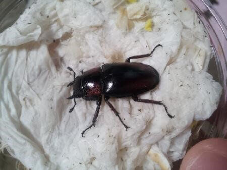 ミラビリスノコギリクワガタ