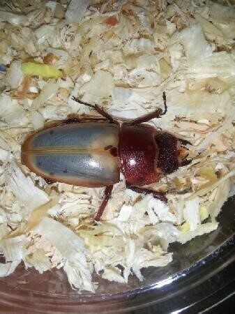 ウムハンギノコギリクワガタ