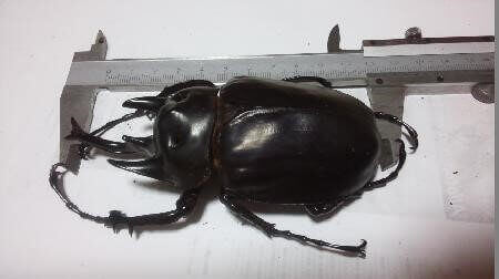 レックスゾウカブト（アクティオン）