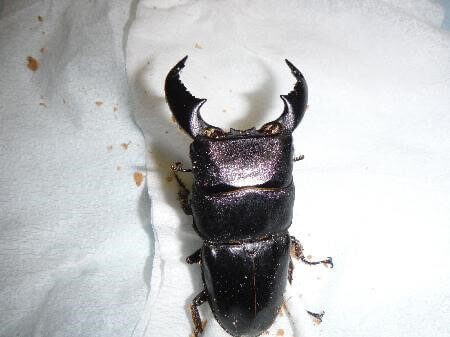 スマトラオオヒラタクワガタ