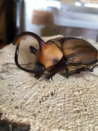 ゴロファspノコギリタテヅノカブト