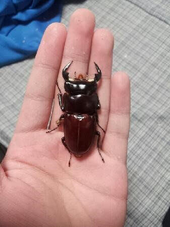 アンタエウスオオクワガタ インド