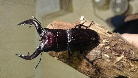 アマミノコギリクワガタ