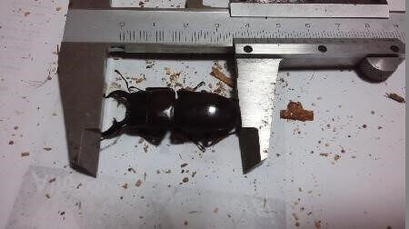 ダイトウヒラタクワガタ CB