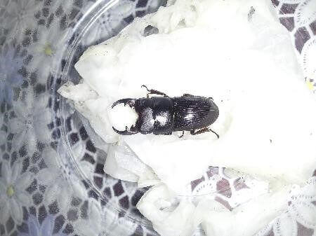 ヨナグニネブトクワガタ