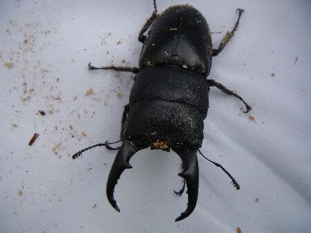 国産ヒラタクワガタ