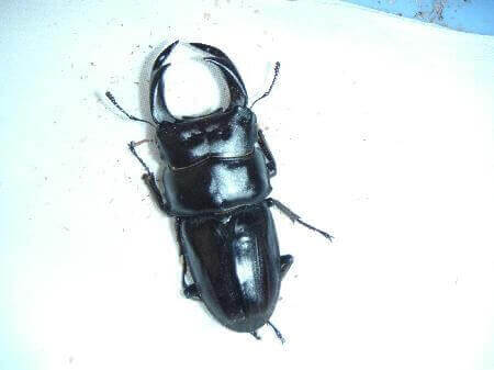 国産オオクワガタ　阿古谷