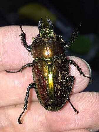 ニジイロクワガタ