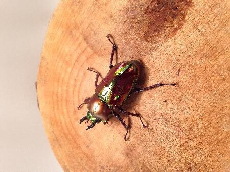 ニジイロクワガタ　レッド系