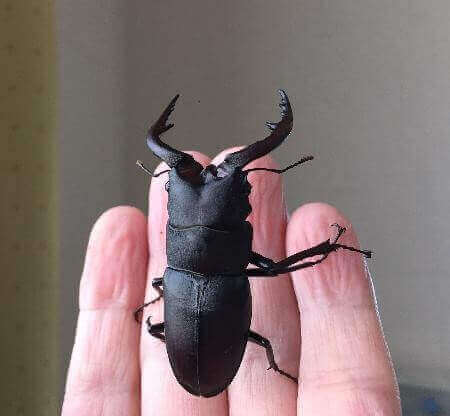 国産ノコギリクワガタ