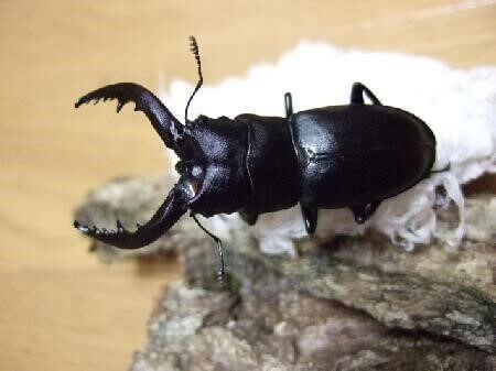 国産ノコギリクワガタ