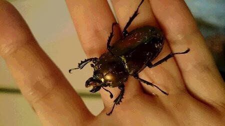 ニジイロクワガタ　ノーマル