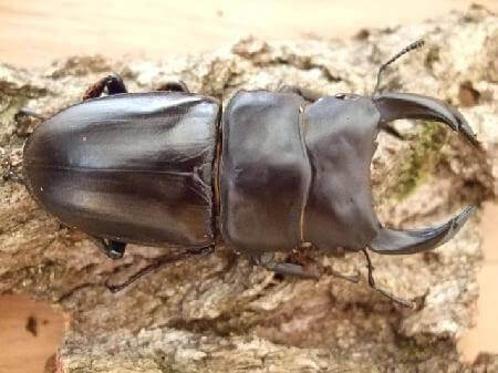 国産オオクワガタ