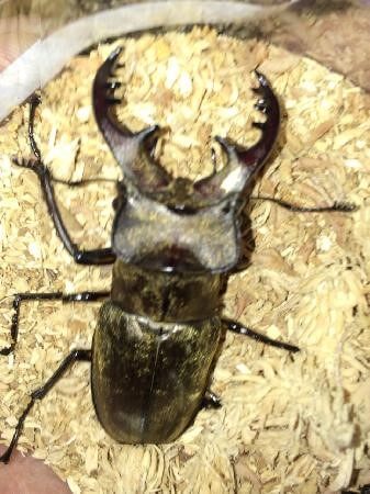 国産オオクワガタ　山梨小菅村