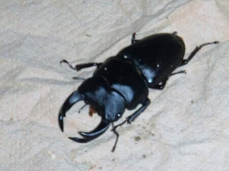 国産オオクワガタ　久留米