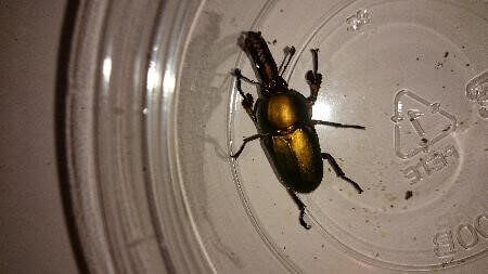 パプアキンイロクワガタ　グリーン