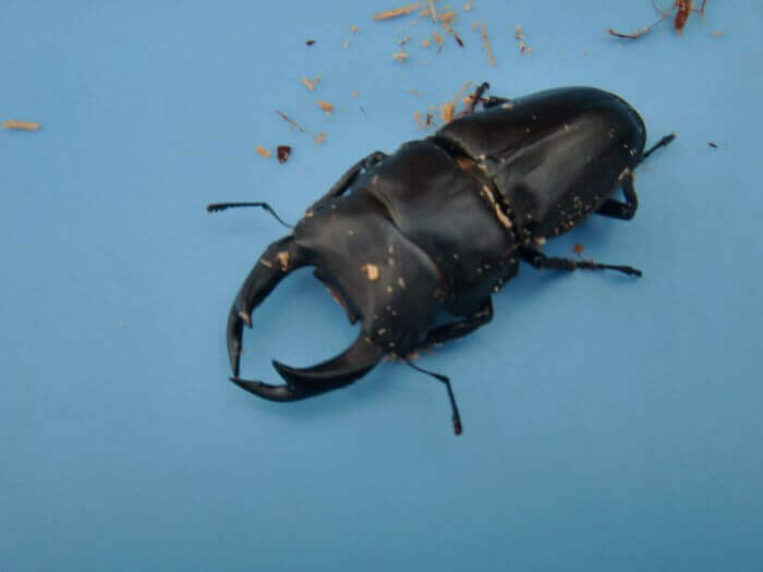 国産オオクワガタ 能勢