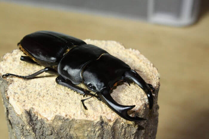 国産オオクワガタ 阿古谷