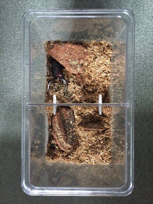 国産ノコギリクワガタ