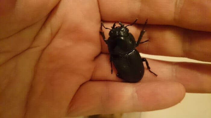 国産オオクワガタ　赤目血統