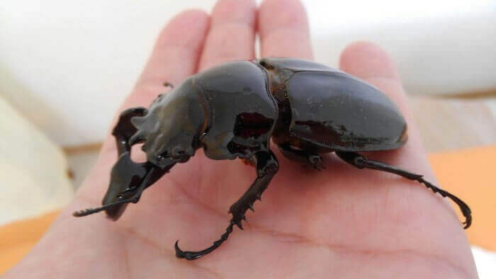 タランドゥスオオツヤクワガタ