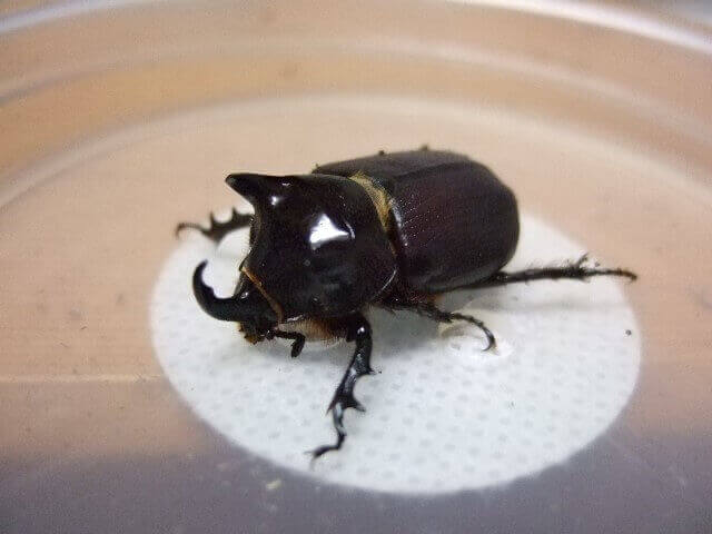 ビコルニス(ミツノセスジクリイロサイカブト)