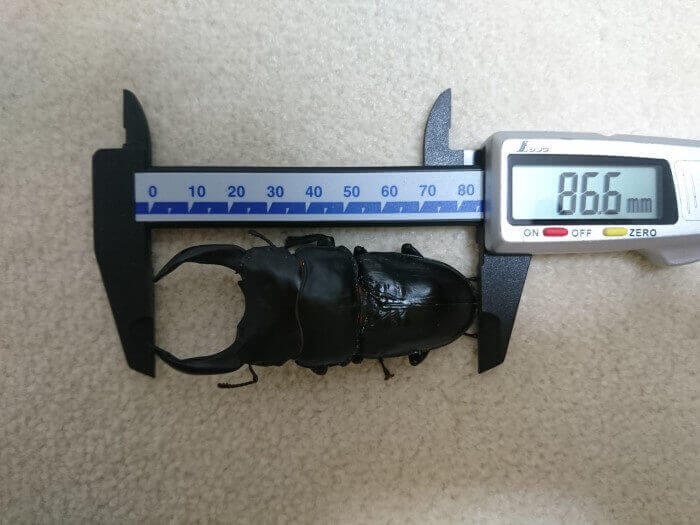 国産オオクワガタ　能勢