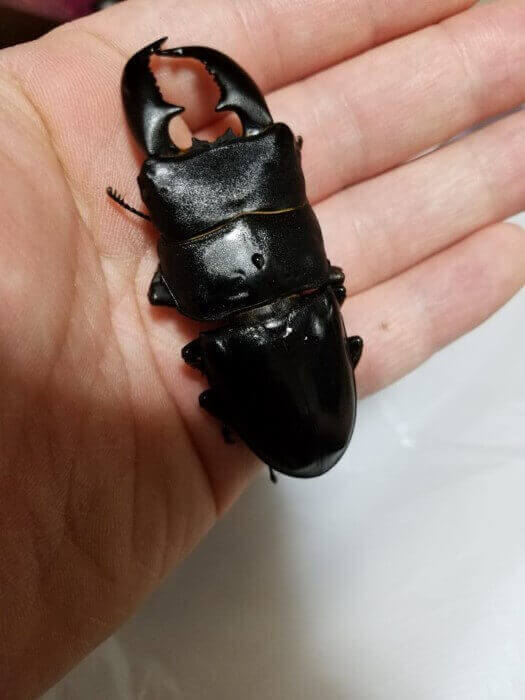 スマトラオオヒラタクワガタ