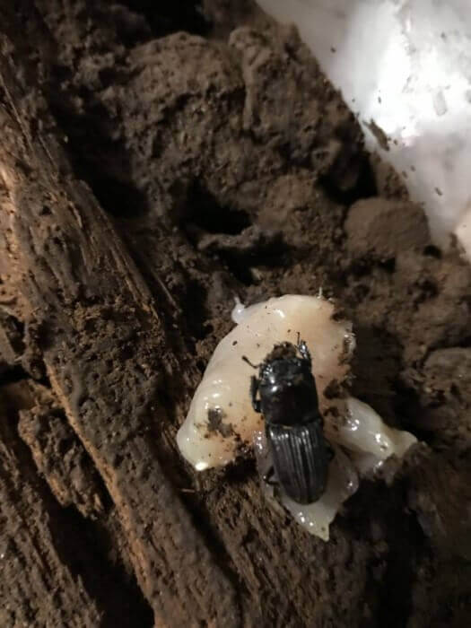 オガサワラチビクワガタ　母島産