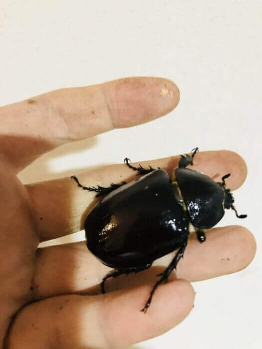 フローレンシスニセヒメカブト