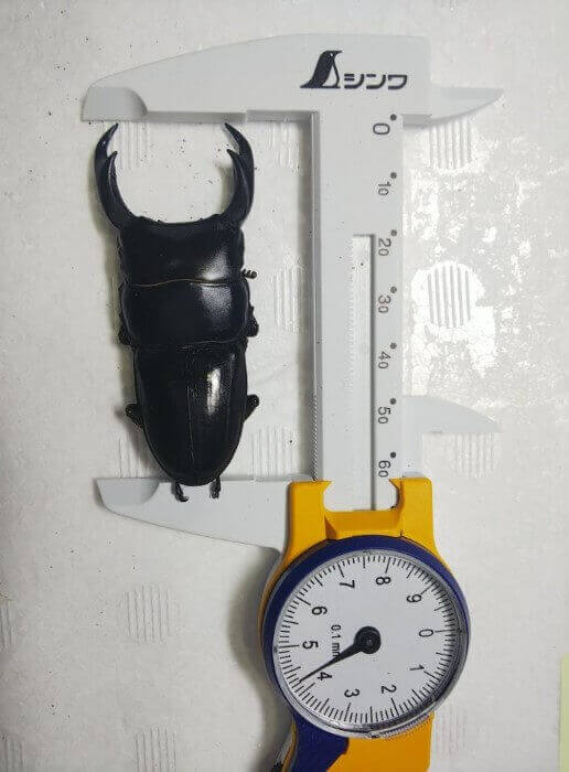 パリーオオクワガタ　(Borneo)