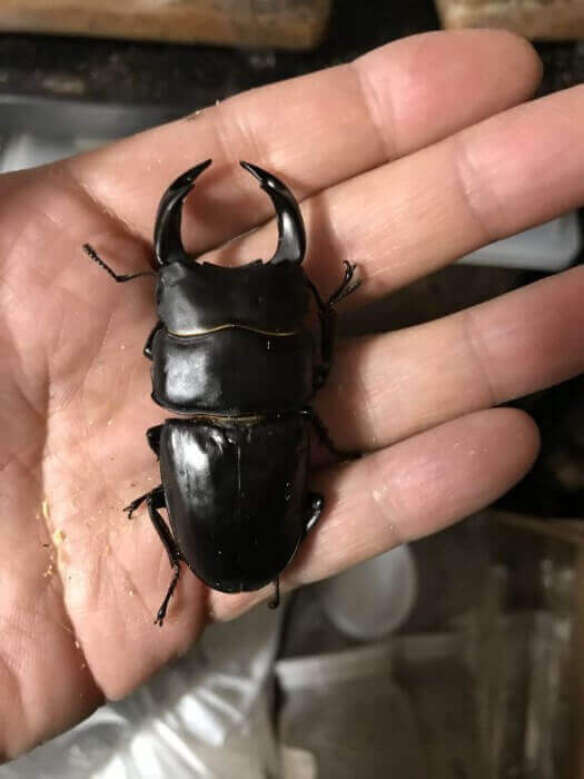 国産オオクワガタ　軽井沢F2