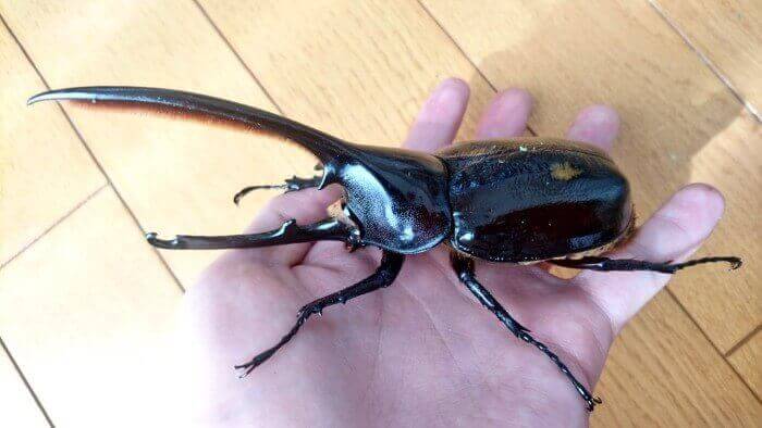 ヘラクレス・オキシデンタリス