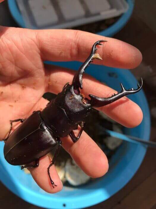 ギラファノコギリクワガタ