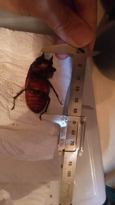 タランドゥスオオツヤクワガタ