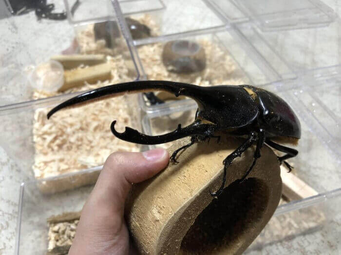 ヘラクレス・リッキー