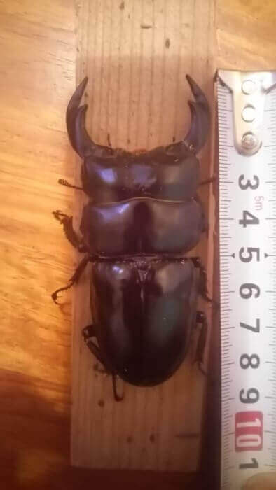 アンタエウスオオクワガタ　インドガントク