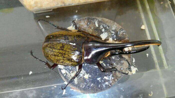 ヘラクレス・ヘラクレス