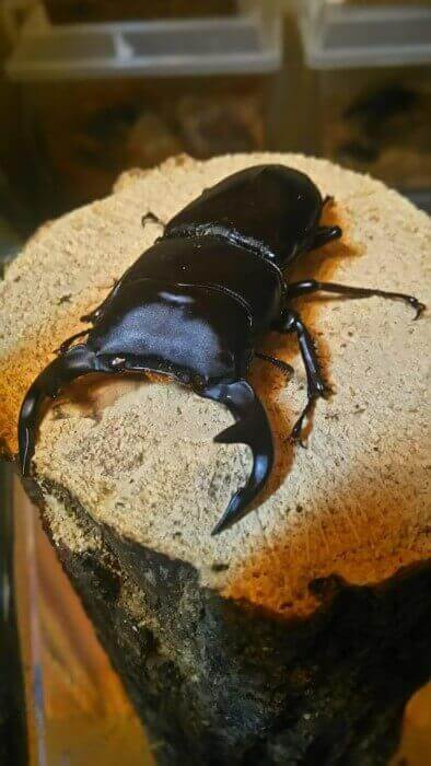 グランディスオオクワガタ DGM