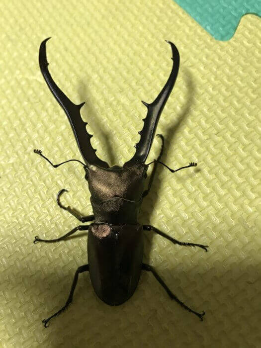 メタリフェルホソアカクワガタ　ペレン