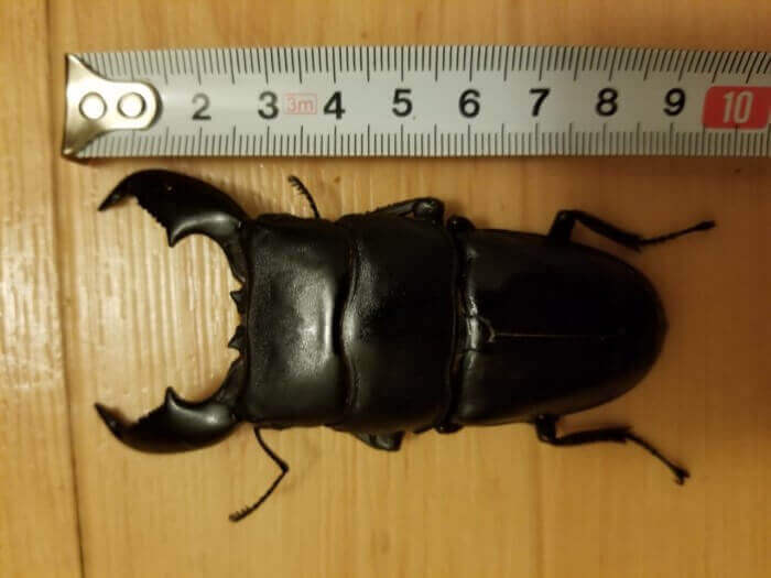 スマトラオオヒラタクワガタ