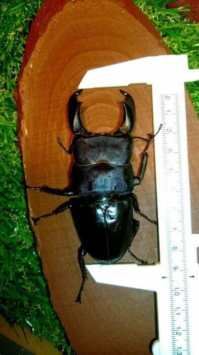 スラウェシオオヒラタクワガタ